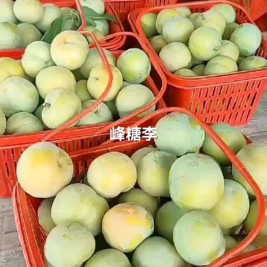 资中县峰糖李