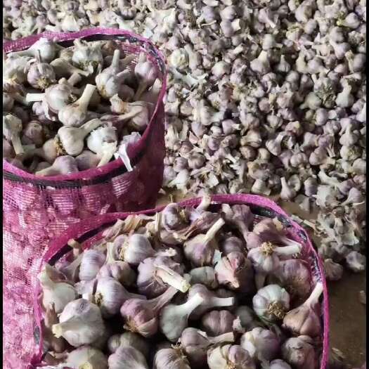 弥渡县精品云南大理弥渡红皮红心大/中/小各个品种的大蒜量大从优。