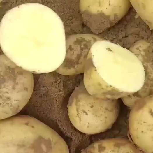 通许县黄皮黄心土豆
