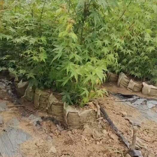 南阳丛生鸡爪槭容器苗