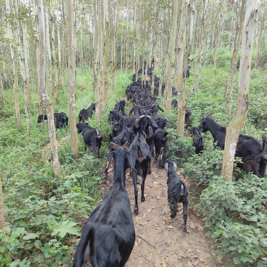 郁南县努比亚山羊