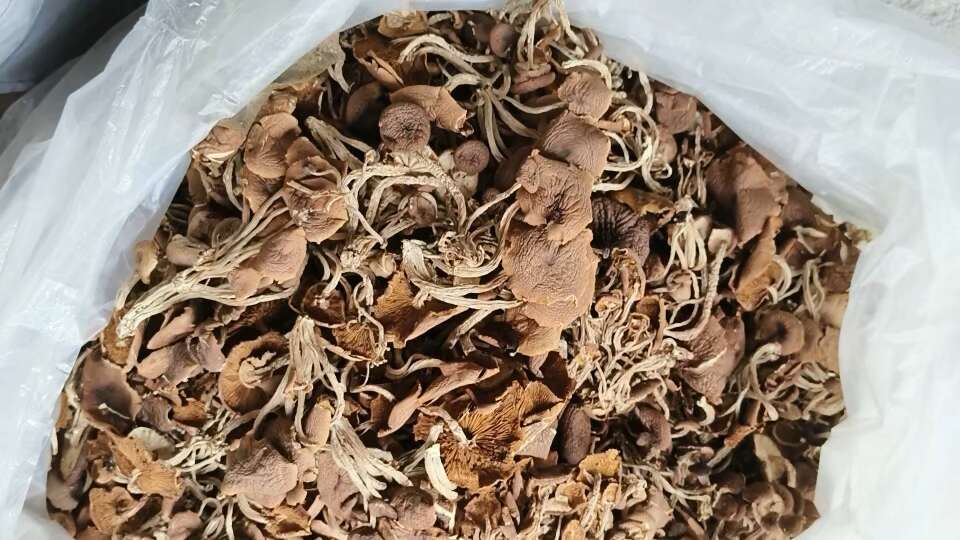 江西广昌5号茶树菇开伞茶树菇食用菌茶薪菇