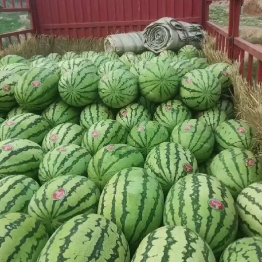 靖远县甘肃硒砂瓜