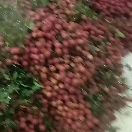 陆丰市凤花荔枝大量上市