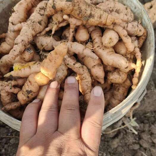 温县脱毒地黄种苗