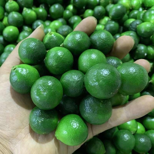 海口金桔