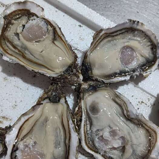 连云港生蚝