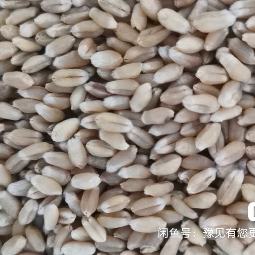 永清县京津冀晋冬小麦种子新品种入库 欢迎经销老板种植大户批发直销