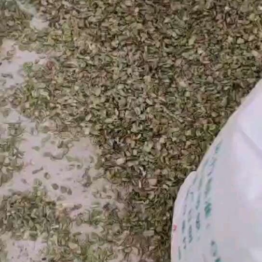 蚕豆壳  新绿壳