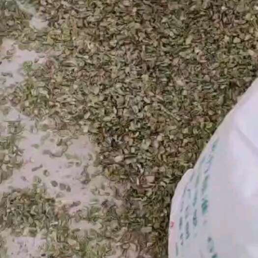 海安市蚕豆壳  新绿壳