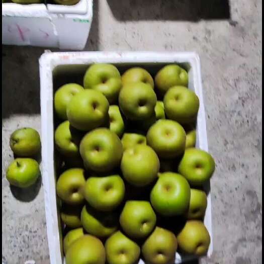 上海上海庄行蜜梨，也叫翠冠，上海地里标志产品，七月二十后上市，