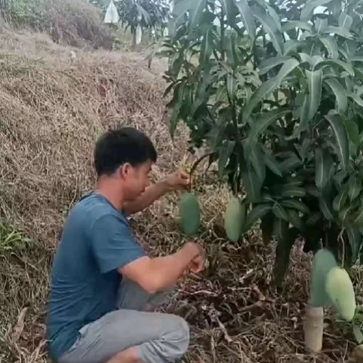 上海有机大青芒