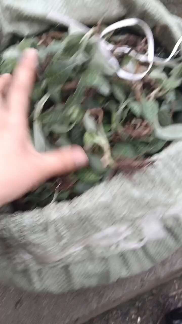 斑叶兰鲜货干货