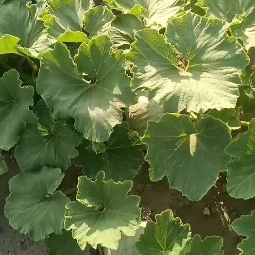新星市新疆哈密银栗南瓜