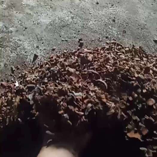 防城港防城手工桂皮刨花，足干，净靓～～