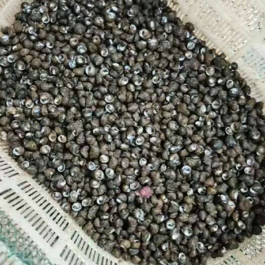 芝麻螺要的联系我