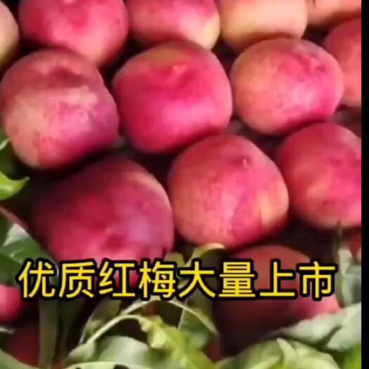 乐亭县久保（特甜）大量上市