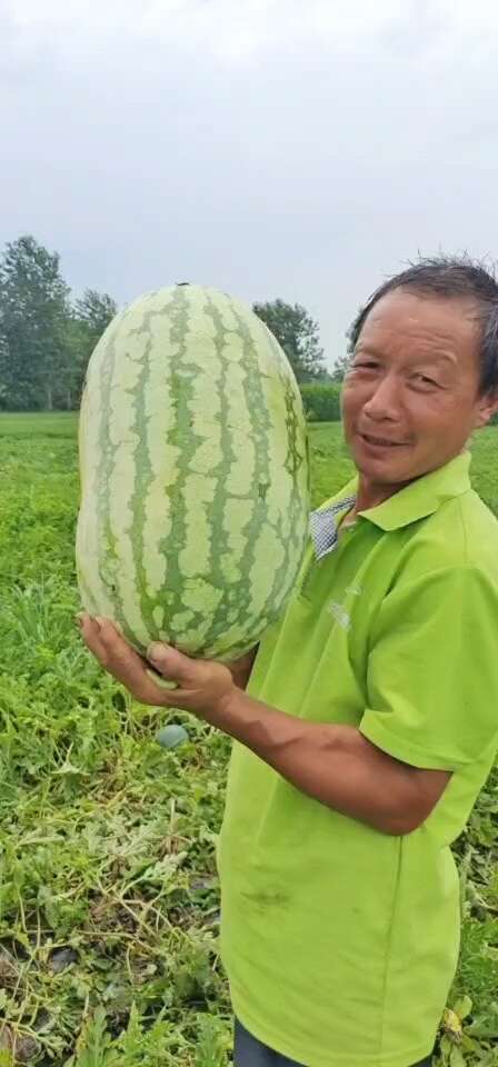 天门市金城五号大量有货。望广大客商前来采购。