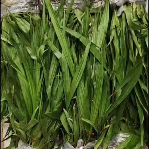 池州紫花三叉大白芨药典品种，两年炼化种苗，发棵快、长势快，药用价