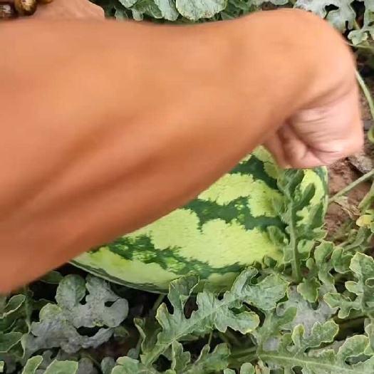 靖远县甘肃石头瓜大量供应，货源充足，质量保证！合作共赢..