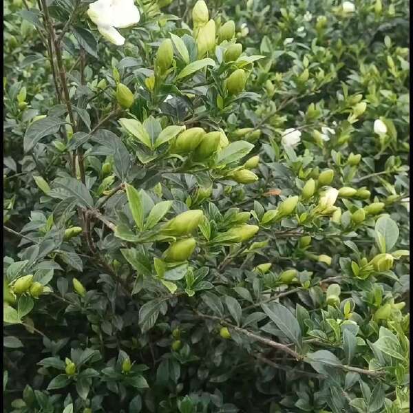 四川栀子花苗，玫瑰二栀子花苗