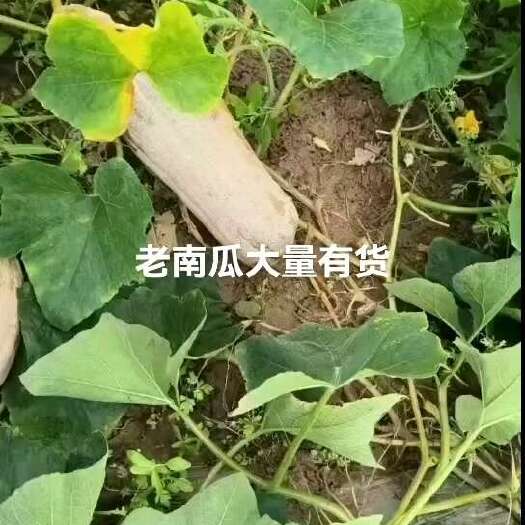 老河口市老南瓜大量有货，有需要的老板联系