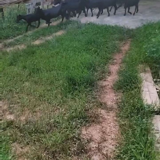 阳江黑山羊