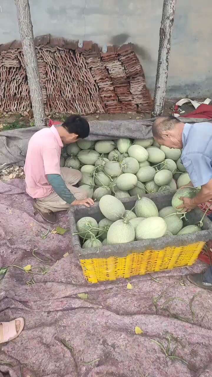 万亩哈密瓜大量上市了 产地直销