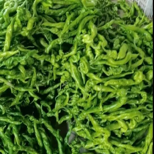 菏泽螺丝椒，黄皮辣椒，