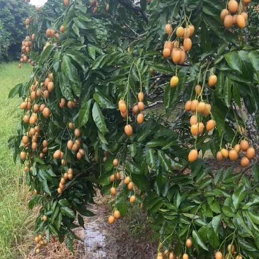 新鲜采摘 多水