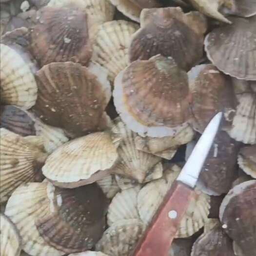 大连一零贝