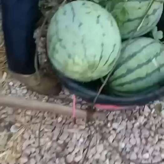 芷江县山坡露天瓜