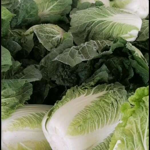 太白县娃娃菜