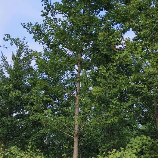 邳州市苗圃出售8/40公分精品银杏树基地自产自销