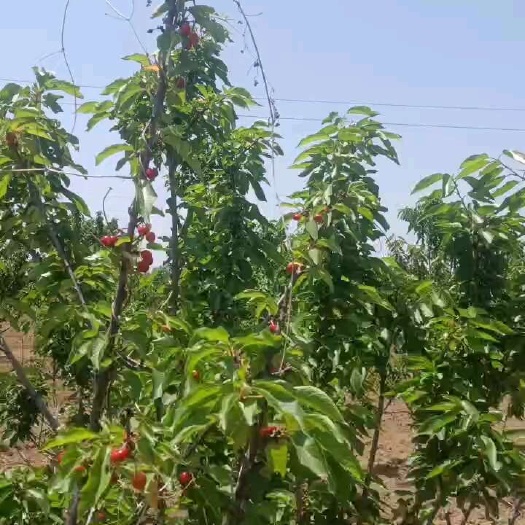 枣庄着急出售5年的樱桃树苗