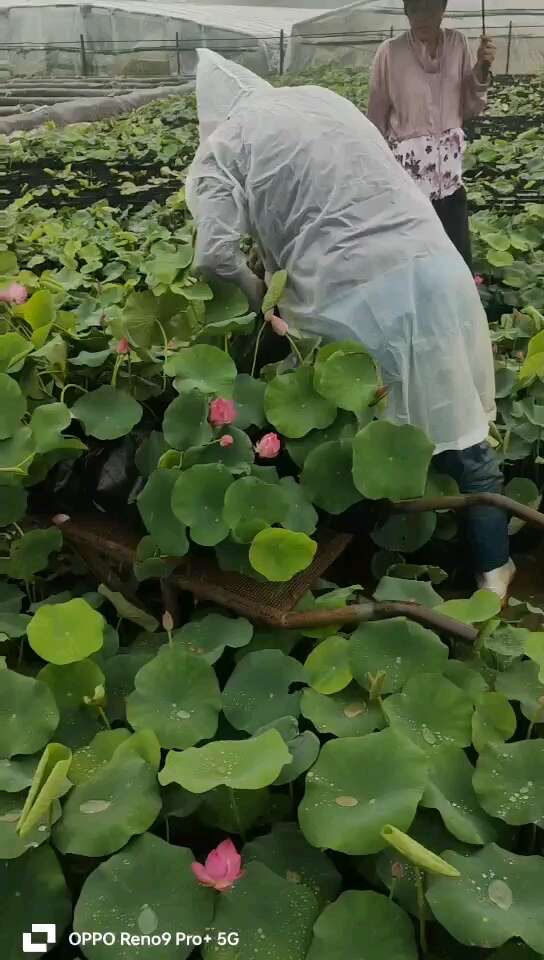 荷花，品种荷花，大花荷花，