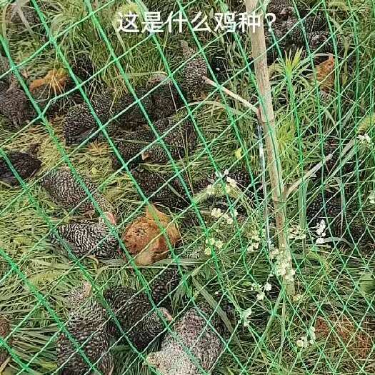 浏阳市圣帝庙芦花鸡