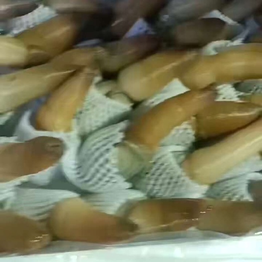 东港市象拔蚌