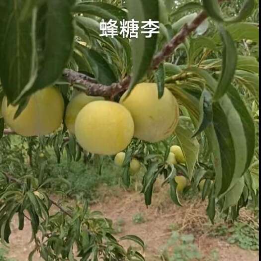 大荔县蜂糖李
