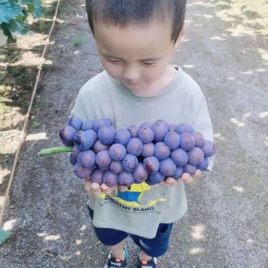 鲁山县南太湖，夏黑即将上市了