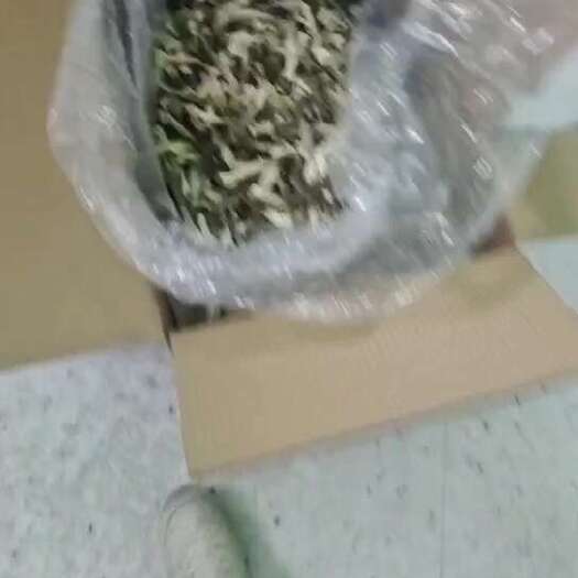 佛冈县鹿茸菇