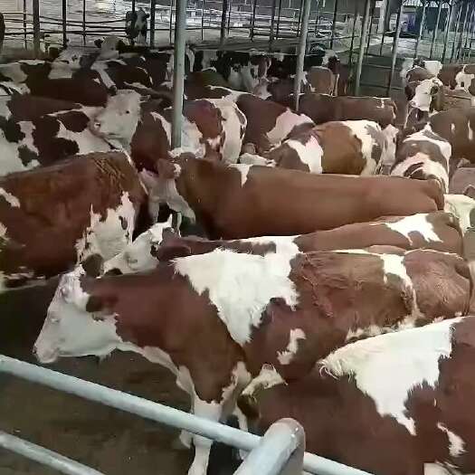 忻州精品肉牛，育肥牛