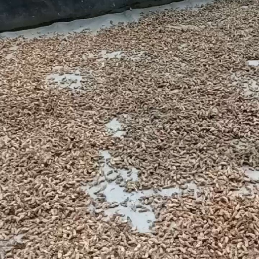 隆回县金蝉花纯
