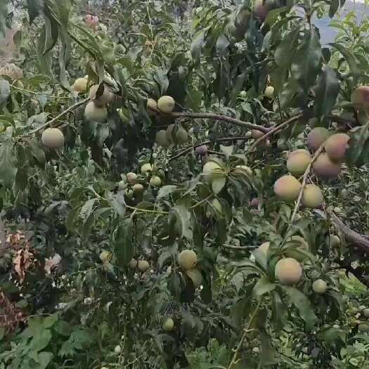 会理市半边红李子