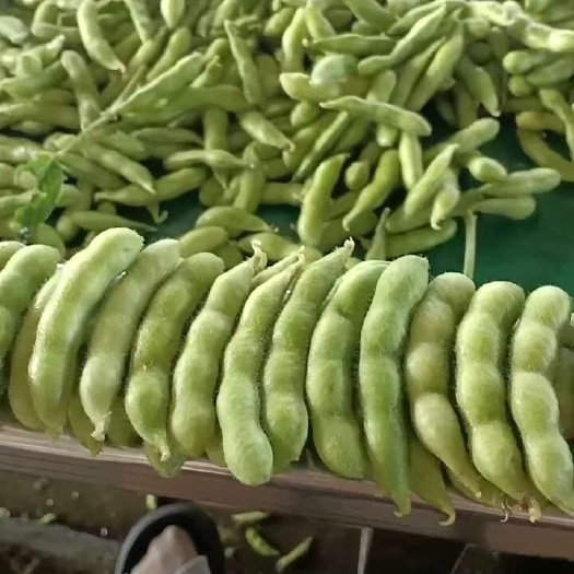 灯塔市辽宁毛豆