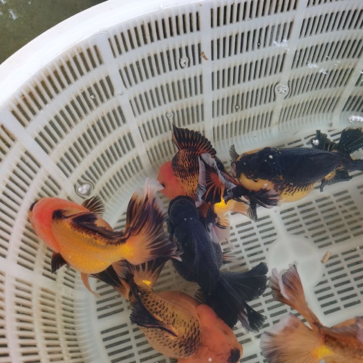 清远大体型金鱼