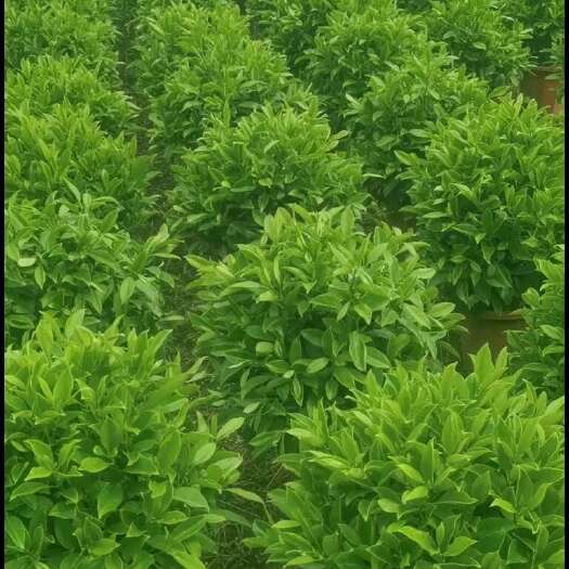 广州非洲茉莉