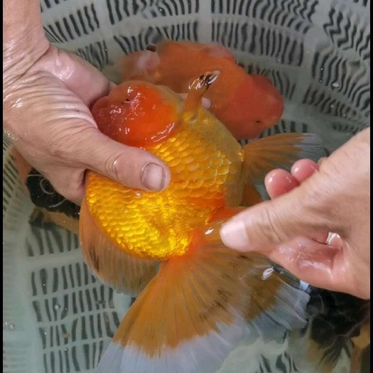 清远大量金鱼上市