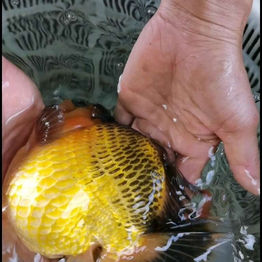 清远大量金鱼上市，欢迎选购