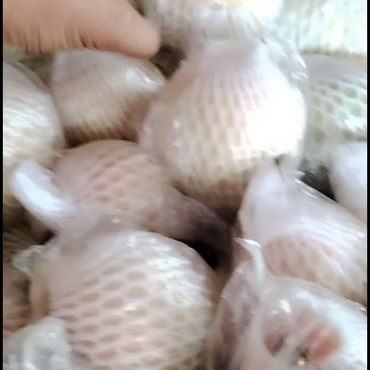 廉江市大量出精品果  电商 通货厂家果，